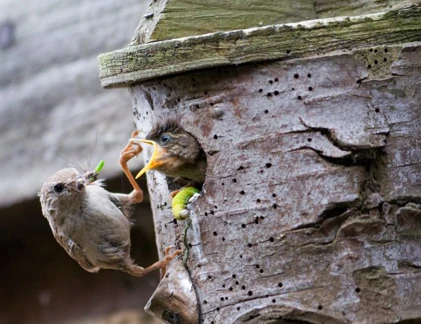 Khoảnh khắc chim mẹ mớm mồi cho con tuyệt đẹp