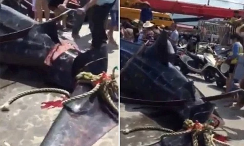 Cảnh xẻ thịt cá mập voi khổng lồ gây phẫn nộ