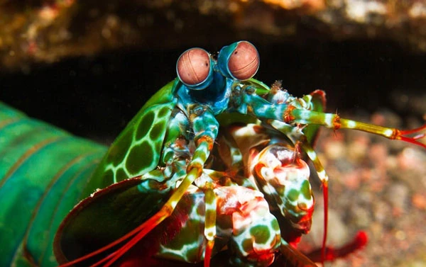 Sinh vật có đôi mắt đáng gờm, thấy mọi vật dưới ánh sáng hồng ngoại