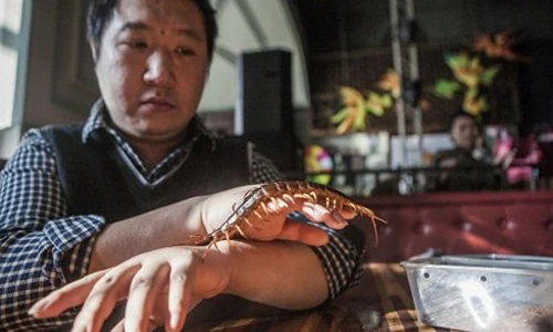 Kinh hoàng trai trẻ chơi với toàn “sát thủ” động vật