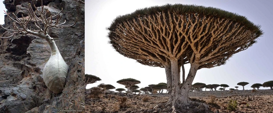 Độc lạ những loài cây có hình dáng kỳ quái nhất hành tinh 