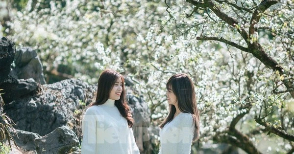 Hoa mận nở trắng trên cao nguyên Mộc Châu thu hút giới trẻ 