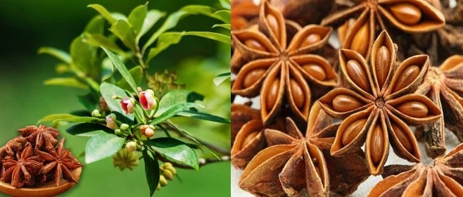 Loài hoa ‘báu vật’ Trời ban của Việt Nam, cả thế giới săn lùng