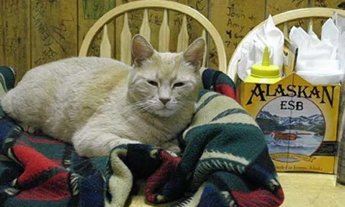 Chuyện giật mình về “ngài thị trưởng” đặc biệt nhất nước Mỹ 