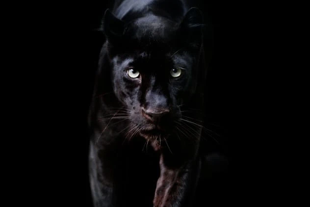 Rùng rợn giai thoại về mèo quỷ ám ảnh loài người