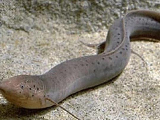 Loài cá có thể nhịn ăn uống 4 năm, đi bộ trên sa mạc