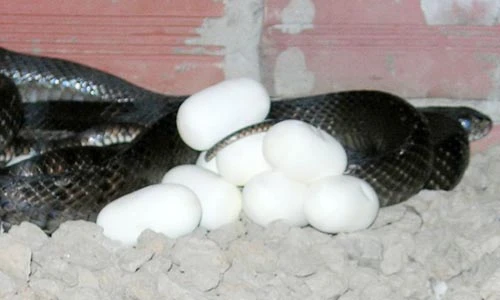 Xem trại rắn khủng miền Tây vào mùa đẻ trứng