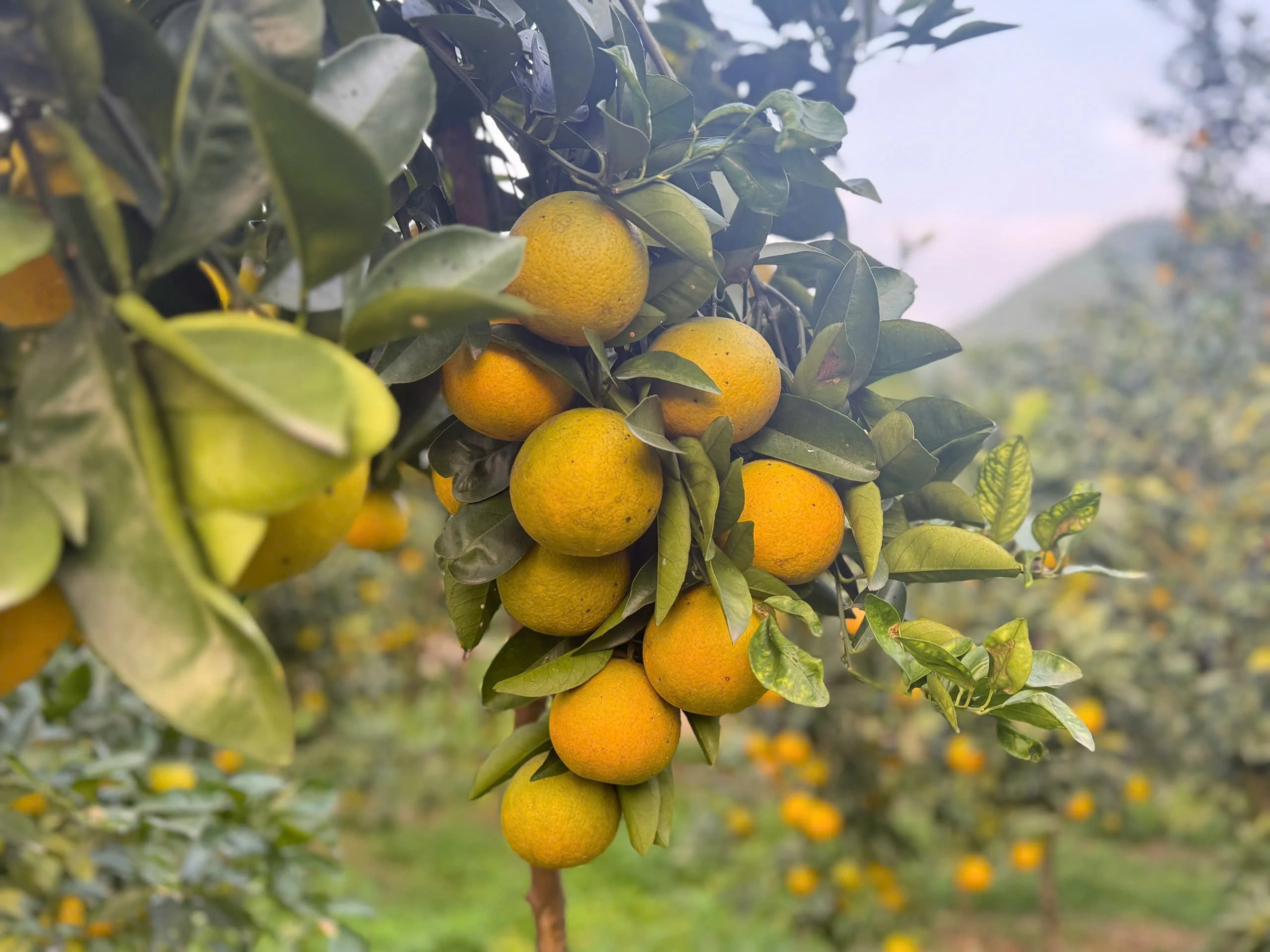 Cam giòn Đồng Lộc rực rỡ mùa vàng, nâng cao giá trị kinh tế địa phương