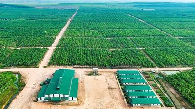 HAGL Agrico lỗ nặng thêm 61 tỷ đồng sau kiểm toán, lỗ lũy kế chạm 9.643 tỷ