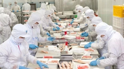 Ông trùm cá tra Nam Việt báo lãi quý 2 tăng gấp trăm lần lên 332,8 tỷ đồng