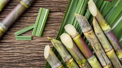 Mía Đường Sơn La "hạ nhiệt" sau chuỗi tăng nóng, lãi chạm đáy 3 năm