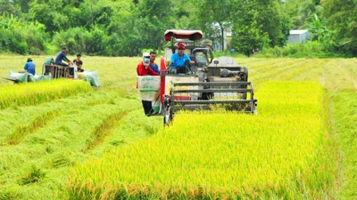 Trương Thành Căn trúng gói vật tư VietGAP hơn 1,4 tỷ 