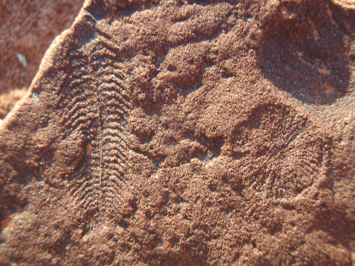  8. Một trong những manh mối quan trọng về sự tiến hóa. Spriggina là minh chứng sống động cho sự chuyển tiếp từ sinh vật đơn giản sang động vật đa bào phức tạp, hé lộ chương đầu tiên trong câu chuyện tiến hóa của sự sống. Ảnh: Pinterest.