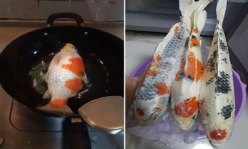 Chồng nuôi cá Koi trăm triệu, về muộn bị vợ đem rán sạch