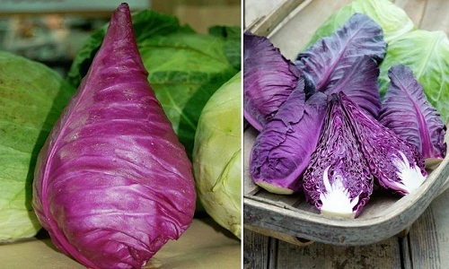 Bà nội trợ phát sốt với giống bắp cải tím hình tháp