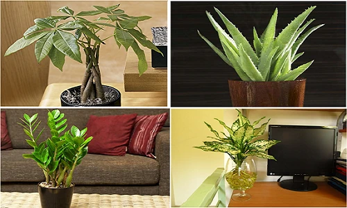 Dân văn phòng lùng mua cây phong thủy để bàn cầu lộc