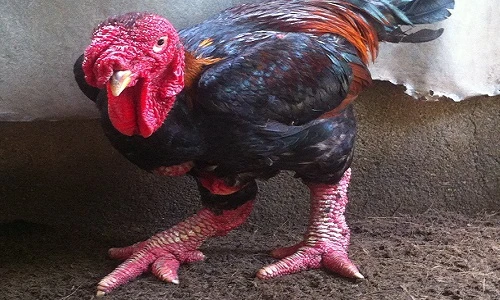 6 triệu đồng một cặp gà Đông Tảo biếu Tết