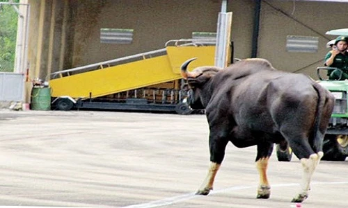 Những sự cố máy bay hi hữu ở Việt Nam