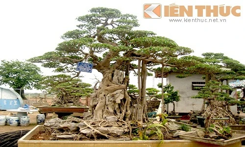 Mãn nhãn ngắm vườn cảnh tiền tỷ của đại gia Việt