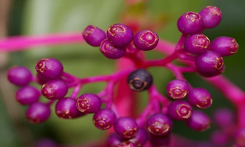 Bật mí về nho màu hồng trồng cảnh lạ mắt