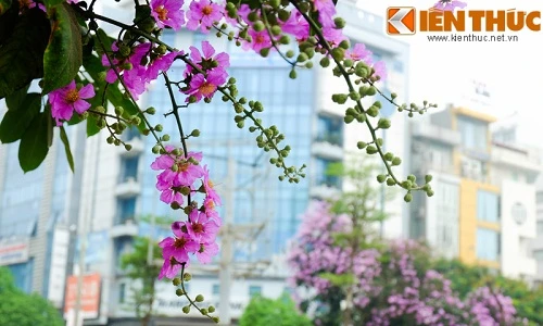 Hoa bằng lăng nở bừng sáng những con đường tháng 5 Hà Nội