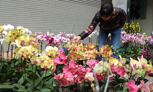 Ảnh: Sắc hoa rực rỡ tại phố hoa nổi tiếng nhất Hà Thành