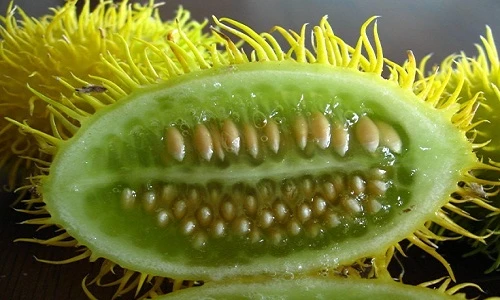 Khám phá giống dưa chuột leo vỏ đầy lông xấu xí 