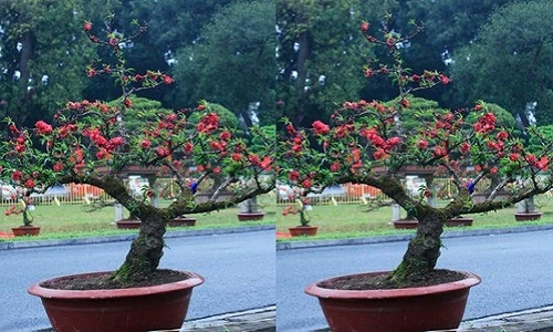 Loạt cây cảnh Tết siêu đắt đỏ từng gây bão năm 2015