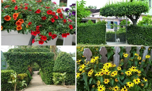 Ngắm cổng nhà độc lạ chỉ có ở miền Tây