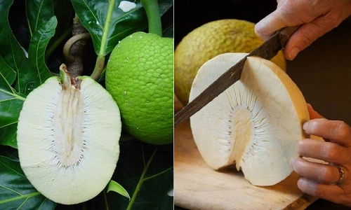 Dân văn phòng lùng mua quả sa kê giá bèo