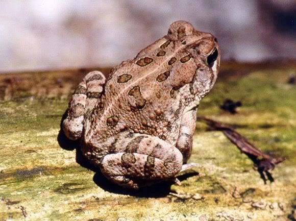 Chi đống tiền để săn đặc sản giết người