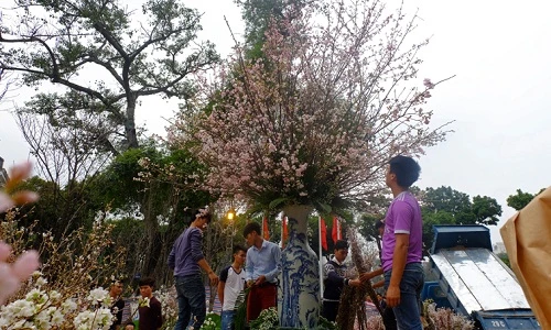 Cận cảnh chuẩn bị lễ hội hoa anh đào hoành tráng trước “giờ G“