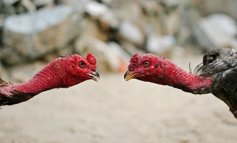 Các loại gà tiến vua độc nhất vô nhị ở Việt Nam 