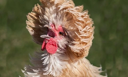 Cận cảnh gà mào sư tử siêu đắt đỏ biếu Tết 2016