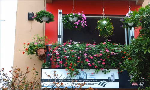 Ngắm những ban công nhà rực rỡ sắc hoa ở Hà Nội