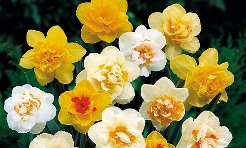 Ngắm không rời mắt loạt hoa mới lạ chơi Tết 2016