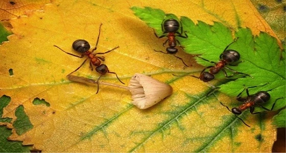 Xoá nỗi phiền toái vì kiến bằng cách cực đơn giản