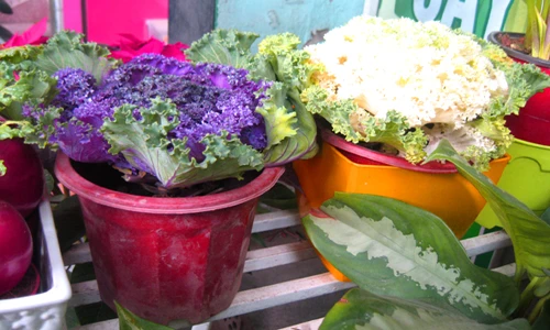 Rau củ tí hon giá bèo lên chậu cảnh chơi Tết 2015