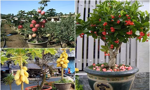 10 loại cây ăn quả cực hợp trồng chậu bonsai