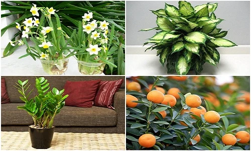 Gợi ý cây cảnh rước tiền vào như nước dịp năm mới