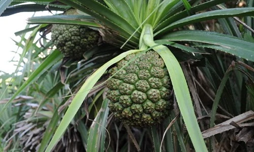 Dứa rừng - trái cây “bỏ đi” bổng trở nên đắt hàng, sốt giá