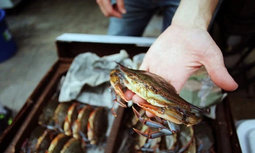 Mẹo đi chợ mua hải sản an toàn đầu năm