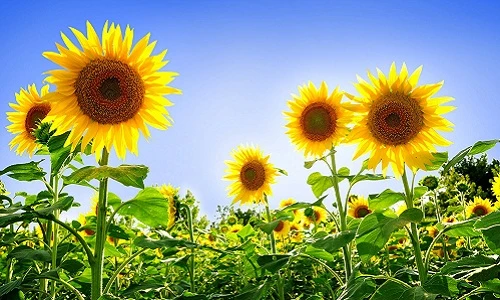 Độc chiêu hô biến sân nhà thành vườn hướng dương Nghệ An