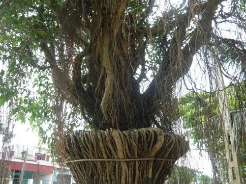 Khiếp vía “siêu cây cảnh” tiền tỷ ở Việt Nam