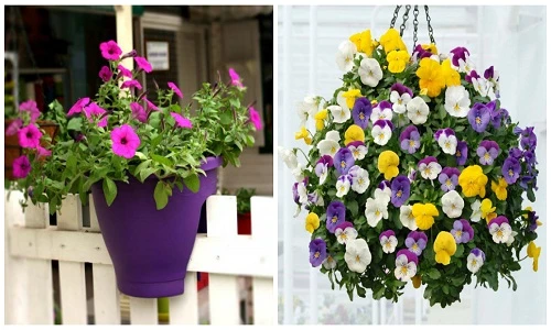 5 loại hoa trang trí sân vườn cực đẹp giá bèo