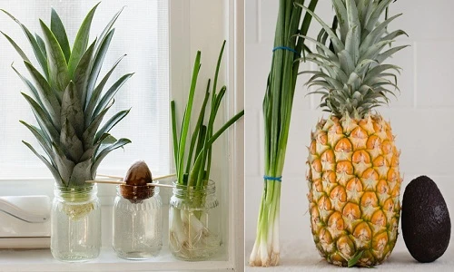 Chiêu biến rau củ thừa thành cây cảnh cực độc (1)