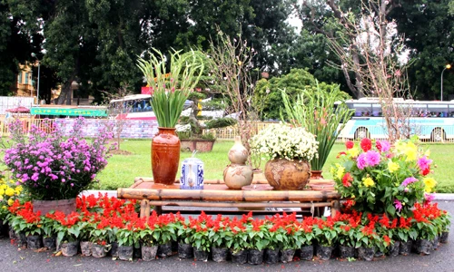 Ngắm vườn hoa xuân rực rỡ chào Tết tại Hà Nội