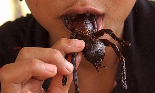 Ớn lạnh đặc sản côn trùng trên bàn nhậu đại gia Việt