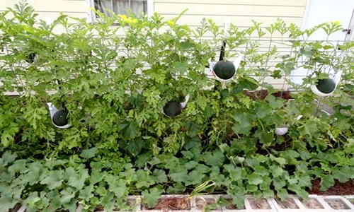 Tung tuyệt chiêu trồng dưa hấu nặng trĩu quả tại nhà