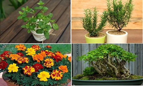 Lùng mua cây đuổi muỗi dịp giao mùa